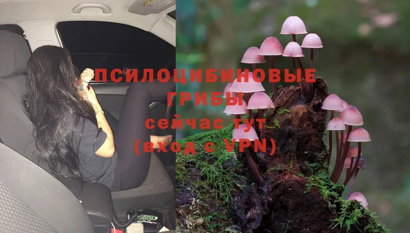 как найти закладки  Давлеканово  Галлюциногенные грибы Cubensis 